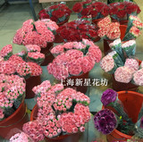 上海鲜花批发康乃馨香石竹商务会议婚庆家庭用花教师节感恩节用花
