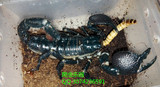 非洲帝王蝎宠物蝎子真帝王蝎伸直全长16-17cm 左右 送食物 包风险