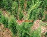 正宗：野生曼地亚红豆杉树苗 曼地亚红豆杉50厘米高 庭院植物