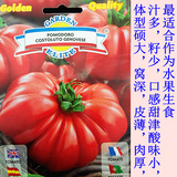 最古老的番茄品种 进口中国红番茄种子 大粉西红柿 最有番茄味