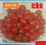 一元哥圣女果珍珠小番茄种子西红柿蔬菜水果种子菜籽满包邮100粒