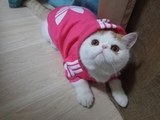 包邮宠物小猫猫咪衣服布偶暹罗波斯折耳孟买猫美英国短毛白蓝黑猫