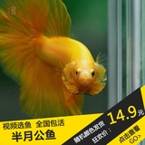 泰国斗鱼 半月公鱼 视频选鱼 热带观赏活体 iPhone6S同款(视频二)