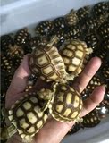 乌龟 宠物龟活体 陆龟活体 素食龟 水龟 观赏龟 吃菜龟 龟苗5-6CM