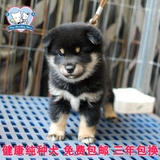 美系黑色柴犬幼犬出售 精品狗狗体型标准毛量大适合家养宠物狗