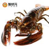【蟹状元】鲜活加拿大龙虾500g 进口海鲜 大龙虾 活虾 波士顿龙虾