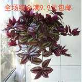 花卉盆栽绿植花苗-紫罗兰苗-紫罗兰吊兰-可以水陪-也可以做盆栽