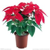 万年红 圣诞红一品红盆栽客厅室内室外种植花中之最绿植植物花卉