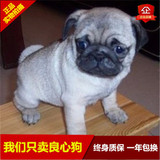 成都纯种憨厚老实巴哥幼犬/迷你赛级八哥/鹰版黑嘴哈巴狗宠物狗16