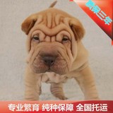 犬舍出售特价赛级纯种沙皮狗狗幼犬终身保障血统认证北京可送货g