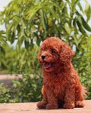 纯种泰迪幼犬出售茶杯棕色红色泰迪犬超小型玩具迷你贵宾宠物狗狗