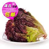 红叶生菜500g 紫生菜 沙拉蔬菜 新鲜蔬菜 罗马生菜 武汉满百包邮