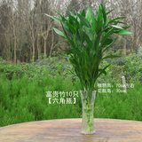 水培植物富贵竹观音竹开运竹转运竹 龙竹绿植花卉竹子净化空气