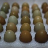 野鸡种蛋珍珠鸡山鸡绿壳蛋受精蛋