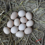 农家散养特产土鸡蛋 野树林原生态有机蛋自养柴鸡蛋 原粮新鲜散装