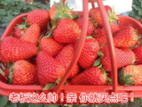 现货新鲜水果 上海青浦赵屯本地新鲜红霞奶油草莓3斤装 顺丰包邮