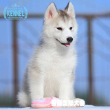 超级美的狗狗烟灰色纯种哈士奇幼犬出售西伯利亚雪橇犬包健康的