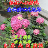 阳台盆栽庭院 花卉 植物 八仙花 绣球花苗 爬藤 包成活 2--4年苗
