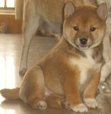 宠物狗 日本 柴犬 小型犬 短毛活体幼犬日本狗支付保纯种签协议67