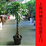 发财树盆栽 大型室内办公绿化植物花卉 上海同城开业乔迁送礼绿植