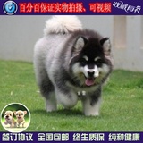 阿拉斯加犬幼犬出售纯种巨型犬阿拉斯加幼犬宠物狗狗家养活体w01