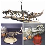dinosaur恐龙化石拼装 4D益智拼装模型拼插恐龙骨架化石模型骨骼