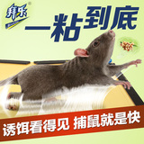 拜乐三张粘鼠板超强力家用捕鼠器笼灭鼠器抓扑老鼠夹药胶大老鼠贴