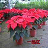 圣诞花盆栽植物真花一品红圣诞红适合圣诞节日庆典 郑州包邮