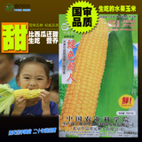 【绿色超人水果玉米种子】鲜食甜玉米种子春播春季四季种植生吃