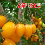 台湾引进 金童F1黄樱桃圣女果番茄西红柿种子 糖度高可阳台盆栽