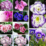 【50粒】紫罗兰种子水果花卉植物盆栽种子室内阳台花种鲜花种子