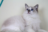 十一个月山猫双色布偶猫MM布偶猫妹妹带CFA证