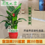 85园艺|天堂鸟鹤望兰盆栽型客厅大型植物办公室绿化室内花卉绿植