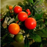 秋冬阳台种菜蔬菜种子盆栽西红柿珍珠瓜果春季夏番茄