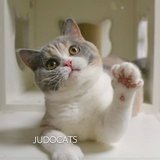 【JUDO CATS】CFA注册英国短毛猫mm 浅三花英短 三花英短 自留