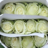 杭州鲜花批发红玫瑰 粉玫瑰 白玫瑰 同城配送99朵玫瑰批发送货