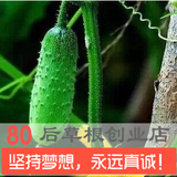 产量第一 全雌日本小水果黄瓜种子 青瓜种子 蔬果种子 四季可播