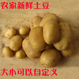 新货土豆马铃薯 农家自种蔬菜 非转基因黄心 有机洋芋 十斤无添加