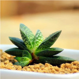 【子宝】多肉植物仙人球  室内植物净化空气防辐射小盆栽仙人掌