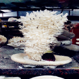 天然海底雪松 招财树30-45CM 白珊瑚办公室摆件 大海螺贝壳工艺品