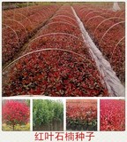 特价新采 正宗红叶石楠种子 红罗宾 石楠球 包发芽率批发