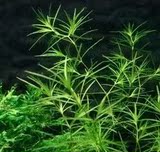 水草小竹叶小艾克印度竹叶 自养 百分百水中叶