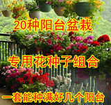 夏天春天季播种 花卉种子组合包邮免邮 阳台盆栽好养易种观花植物