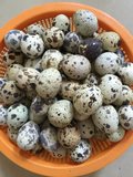 鹌鹑种蛋 鹌鹑受精蛋 白羽、黄羽、黑羽孵化种蛋