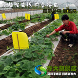 强力环保诱虫黄板 【进口粘虫板 】绿色蔬菜生产必备物理杀虫安全