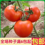 大番茄种子 蔬菜西红柿种子 阳台种菜 盆栽高出芽率精装