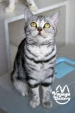 【VOYAGE CATTERY】CFA注册美国短毛猫 标准银虎斑绿豆 种猫非售