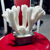 天然鹿角白珊瑚摆件大海螺贝壳海星批发鱼缸造景婚庆道具地台布置