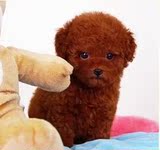 萌宠出售宠物活体狗狗纯种酒红色玩具茶杯体贵宾贵妇泰迪幼犬出售