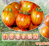 花绣球 番茄种子 盆栽番茄 水果番茄 彩色番茄 小番茄 樱桃